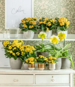 Frauenschuh - Paphiopedilum Complex Hybride -Gartenbedarfsgeschäft 8240475 WE MO 001 KalanchoeGelb