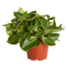 Peperomie - Peperomia Orba 'Pixie Lime' -Gartenbedarfsgeschäft 8243065 PR FS 001 ZwergpfefferPeperomiaPixieLimeT12DehnerExpressZS