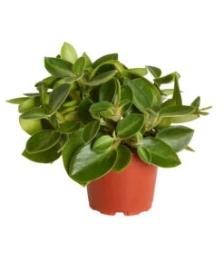 Peperomie - Peperomia Orba 'Pixie Lime'