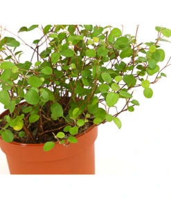 Drahtstrauch - Muehlenbeckia Complexa -Gartenbedarfsgeschäft 8244014 WE DE 001 WeissfruechtigerDrahtstrauchMuehlenbeckiaComplexaT9DehnerExpressHerzig