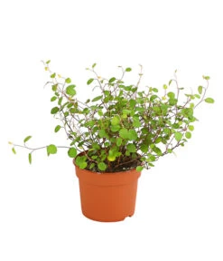 Drahtstrauch - Muehlenbeckia Complexa