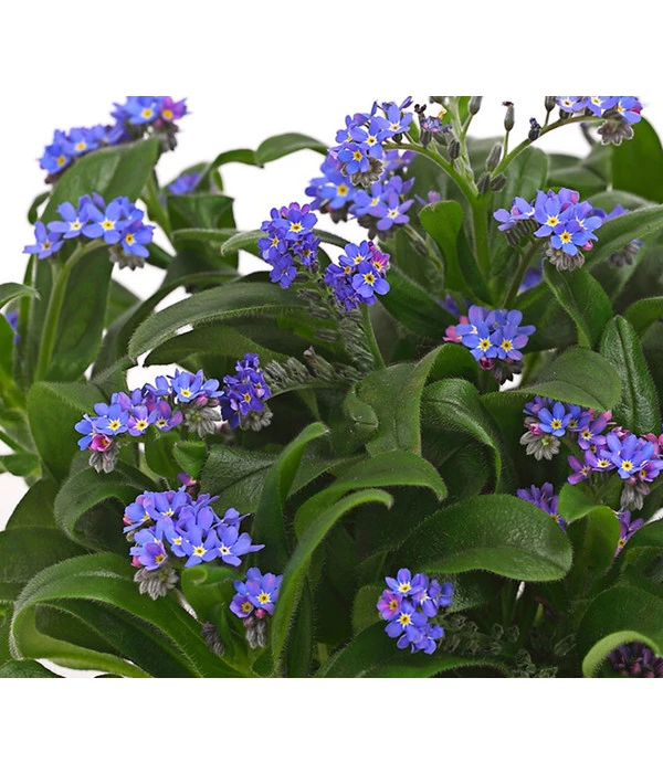 Vergissmeinnicht 8 Vergissmeinnicht – Bild 6