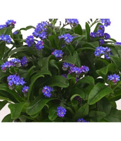 Beet- & Balkonpflanzen-Set Bunter Frühling, 6-teilig -Gartenbedarfsgeschäft 8244501 WE DE 003 VergissmeinnichtMyosotisSylvaticaT11