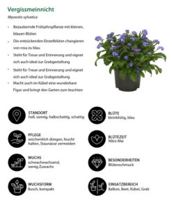 Vergissmeinnicht 12 Vergissmeinnicht -Gartenbedarfsgeschäft 8244501 WE IG 001 Vergissmeinnicht