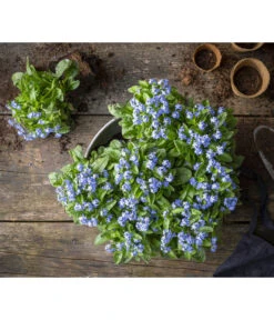 Vergissmeinnicht 11 Vergissmeinnicht -Gartenbedarfsgeschäft 8244501 WE MO 001 MyosotisSylvaticaVergissmeinnichtT11blauGC2021