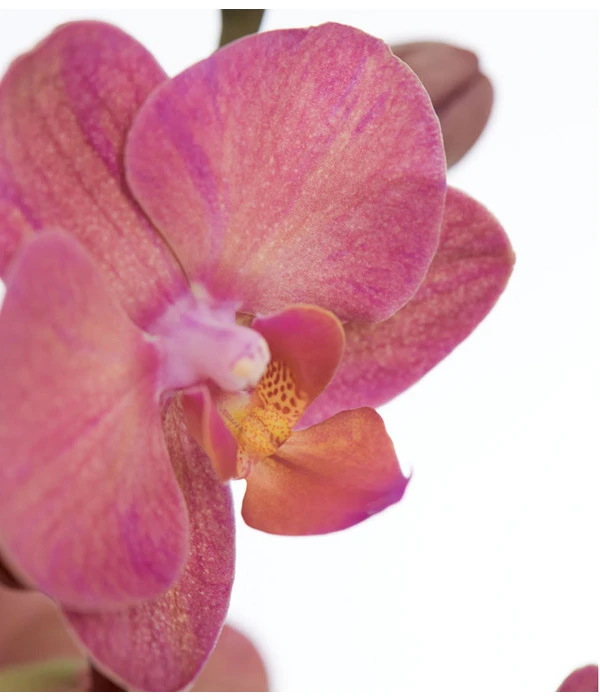 Schmetterlingsorchidee - Phalaenopsis Cultivars 7 Schmetterlingsorchidee - Phalaenopsis Cultivars – Bild 5