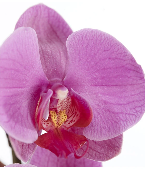 Schmetterlingsorchidee - Phalaenopsis Cultivars 8 Schmetterlingsorchidee - Phalaenopsis Cultivars – Bild 6
