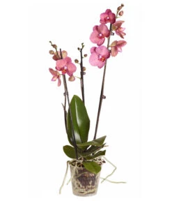 Schmetterlingsorchidee - Phalaenopsis Cultivars 10 Schmetterlingsorchidee - Phalaenopsis Cultivars -Gartenbedarfsgeschäft 8251555 PR FS 002 Phalaenopsis3TrieberSortenmixT12SchmetterlingsorchideeDehnerExpressZS