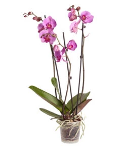 Schmetterlingsorchidee - Phalaenopsis Cultivars 11 Schmetterlingsorchidee - Phalaenopsis Cultivars -Gartenbedarfsgeschäft 8251555 PR FS 004 Phalaenopsis3TrieberSortenmixT12SchmetterlingsorchideeDehnerExpressZS
