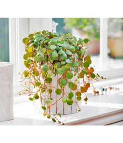 Peperomie - Peperomia 'Pepperspot' -Gartenbedarfsgeschäft 8252173 BildFS 001 PeperomieZwergpfefferPepperspotPeperomiaPepperspot