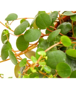 Peperomie - Peperomia 'Pepperspot' -Gartenbedarfsgeschäft 8252173 PR DE 001 PeperomiaZwergpfefferPepperspotDehnerExpressHerzig