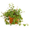 Peperomie - Peperomia 'Pepperspot' -Gartenbedarfsgeschäft 8252173 PR FS 001 PeperomiaZwergpfefferPepperspotDehnerExpressHerzig