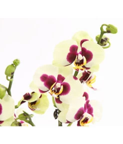 Schmetterlingsorchidee - Phalaenopsis Cultivars, Sonderfarben -Gartenbedarfsgeschäft 8253213 WE DE 001 SchmetterlingsorchideePhalaneopsisPanda2TrieberT12OWDehnerExpressHerzig