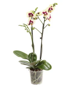 Schmetterlingsorchidee - Phalaenopsis Cultivars, Sonderfarben -Gartenbedarfsgeschäft 8253213 WE FS 001 SchmetterlingsorchideePhalaneopsisPanda2TrieberT12DehnerExpressHerzig