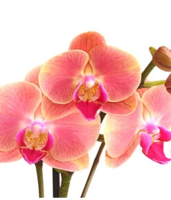 Schmetterlingsorchidee - Phalaenopsis Cultivars, Sonderfarben -Gartenbedarfsgeschäft 8253726 WE DE 001 SchmetterlingsorchideePhalaenopsisMarigold2TrieberDehnerExpressHerzig