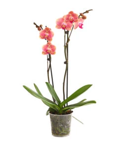 Schmetterlingsorchidee - Phalaenopsis Cultivars, Sonderfarben -Gartenbedarfsgeschäft 8253726 WE FS 001 SchmetterlingsorchideePhalaenopsisMarigold2TrieberDehnerExpressHerzig