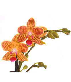 Schmetterlingsorchidee - Phalaenopsis Cultivars, Sonderfarben -Gartenbedarfsgeschäft 8254005 WE DE 001 SchmetterlingsorchideePhalaenopsisGoldstaffT12PremiumDehnerExpressHerzig