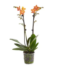 Schmetterlingsorchidee - Phalaenopsis Cultivars, Sonderfarben -Gartenbedarfsgeschäft 8254005 WE FS 001 SchmetterlingsorchideePhalaenopsisGoldstaffT12PremiumDehnerExpressHerzig