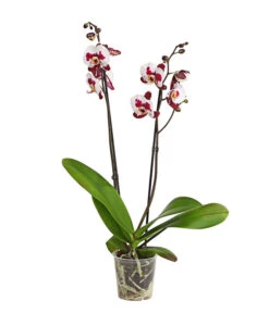 Schmetterlingsorchidee - Phalaenopsis Cultivars, Sonderfarben -Gartenbedarfsgeschäft 8254021 PR FS 001 SchmetterlingsorchideePhalaenopsisSonderfarben2TrieberDehnerExpressHerzig