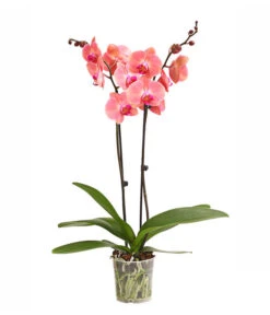 Schmetterlingsorchidee - Phalaenopsis Cultivars, Sonderfarben -Gartenbedarfsgeschäft 8254708 WE FS 001 OWSchmetterlingsorchideePhalaenopsisDutchDivaT12DehnerExpressHerzig