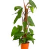 Baumfreund - Philodendron 'Red Emerald' -Gartenbedarfsgeschäft 8255119 PR FS 001 PhilodendronErubescensRedEmeraldT19DehnerExpressHerzig