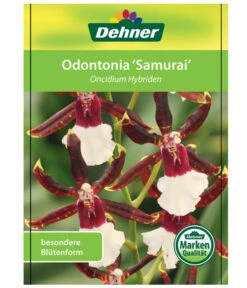 Odontonia-Orchidee - Odontonia Hybriden 'Samurai' -Gartenbedarfsgeschäft 8256158 OdontoniaSamuraiEtikett1