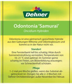 Odontonia-Orchidee - Odontonia Hybriden 'Samurai' -Gartenbedarfsgeschäft 8256158 OdontoniaSamuraiEtikett2