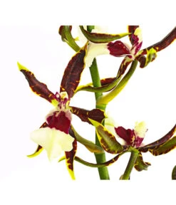 Odontonia-Orchidee - Odontonia Hybriden 'Samurai' -Gartenbedarfsgeschäft 8256158 PR DE 001 OdontoniaSamurai1TrieberDehnerExpressHerzig