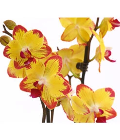 Schmetterlingsorchidee - Phalaenopsis Cultivars, Sonderfarben -Gartenbedarfsgeschäft 8256943 WE DE 001 SchmetterlingsorchideePhalaenopsisBeeStingT12PremiumDehnerExpressHerzig