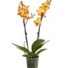Schmetterlingsorchidee - Phalaenopsis Cultivars, Sonderfarben -Gartenbedarfsgeschäft 8256943 WE FS 001 SchmetterlingsorchideePhalaenopsisBeeStingT12PremiumDehnerExpressHerzig
