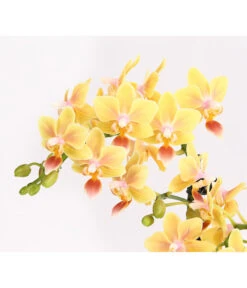 Duft-Orchidee - Phalaenopsis-Hybride 'Flacon Solaire' -Gartenbedarfsgeschäft 8257909 WE DE 001 SchmetterlingsorchideePhalaenopsisDuftT12DehnerExpressHerzig