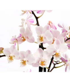 Duft-Orchidee - Phalaenopsis-Hybride 'Flacon Solaire' -Gartenbedarfsgeschäft 8257909 WE DE 002 SchmetterlingsorchideePhalaenopsisDuftT12DehnerExpressHerzig