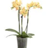 Duft-Orchidee - Phalaenopsis-Hybride 'Flacon Solaire' -Gartenbedarfsgeschäft 8257909 we FS 001 SchmetterlingsorchideePhalaenopsisDuftT12DehnerExpressHerzig