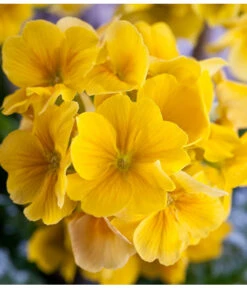 Stängelprimel, Schale -Gartenbedarfsgeschäft 8261463 PR DE 001 JuwelPrimulaSchaleGelbDehnerWunderlichEva