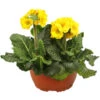 Stängelprimel, Schale 2 Stängelprimel, Schale -Gartenbedarfsgeschäft 8261463 PR FS 001 PrimulaPrimelGessiPacificGoldInSchaleDehner