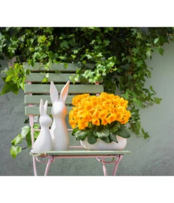 Stängelprimel, Schale -Gartenbedarfsgeschäft 8261463 WE MO 001 PrimelPrimulaSchaleGelb Hase