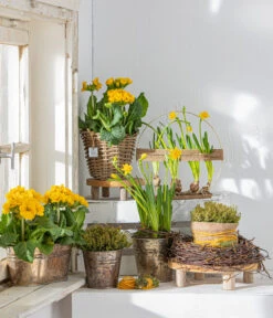 Stängelprimel, Schale -Gartenbedarfsgeschäft 8261463 WE MO 001 PrimulaStaengelprimel