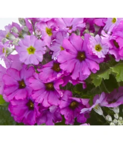 Brautprimel, Verschiedene Sorten -Gartenbedarfsgeschäft 8262065 PrimulaMalacoidesDetailLila UveSauer