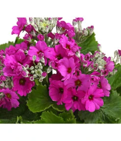 Brautprimel, Verschiedene Sorten -Gartenbedarfsgeschäft 8262065 WE DE 001 FliederprimelPrimulaMalacoidesT11DehnerExpressHerzig