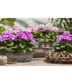 Brautprimel, Verschiedene Sorten -Gartenbedarfsgeschäft 8262065 WE MO 025 dehnerfruehblueherm6a04UveSauer