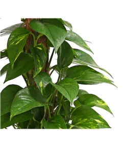 Efeutute - Epipremnum Aureum Am Moosstab -Gartenbedarfsgeschäft 8272569 WE DE 001 EphipremnumMoostabT15DehnerExpressHerzig