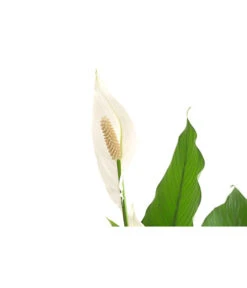 Einblatt - Spathiphyllum Wallisii 'Sebastian' -Gartenbedarfsgeschäft 8276057 PR DE 001 EinblattSpathiphyllumWallisiiT24DehnerExpressHerzig
