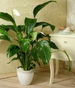 Einblatt - Spathiphyllum Wallisii 'Silvana' -Gartenbedarfsgeschäft 8276180 WE MO 005 SpathiphyllumDehnerEW