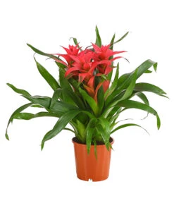 Bromelie - Bromeliaceae, Dreitriebig -Gartenbedarfsgeschäft 8276214 PR FS 003 BromeliaTuffMixT14DehnerExpressHerzig