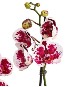 Schmetterlingsorchidee - Phalaenopsis Cultivars, Sonderfarben -Gartenbedarfsgeschäft 8283269 WE DE 002 SchmetterlingsorchideePhalaenopsisSparklingMoments2TrieberT12DehnerExpressHerzig