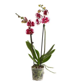Schmetterlingsorchidee - Phalaenopsis Cultivars, Sonderfarben -Gartenbedarfsgeschäft 8283269 WE FS 001 SchmetterlingsorchideePhalaenopsisSparklingMoments2TrieberT12DehnerExpressHerzig