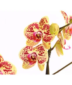 Schmetterlingsorchidee - Phalaenopsis Cultivars, Sonderfarben -Gartenbedarfsgeschäft 8283392 WE DE 001 SchmetterlingsorchideePhalaenosisTotalCool2TrieberT12OWDehnerExpressHerzig