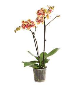 Schmetterlingsorchidee - Phalaenopsis Cultivars, Sonderfarben -Gartenbedarfsgeschäft 8283392 WE FS 001 SchmetterlingsorchideePhalaenosisTotalCool2TrieberT12OWDehnerExpressHerzig
