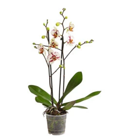 Schmetterlingsorchidee - Phalaenopsis Cultivars, Sonderfarben -Gartenbedarfsgeschäft 8283400 WE FS 001 SchmetterlingsorchideePhalaenopsisGoodTimes2TrieberPremiumDehnerExpressHerzig