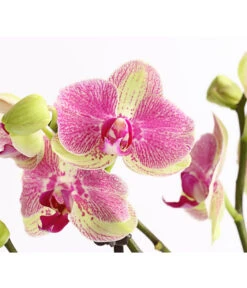 Schmetterlingsorchidee - Phalaenopsis Cultivars, Sonderfarben -Gartenbedarfsgeschäft 8283475 WE DE 001 SchmetterlingsorchideePhalaenopsisMarshmellow2TrT12DehnerExpressHerzig